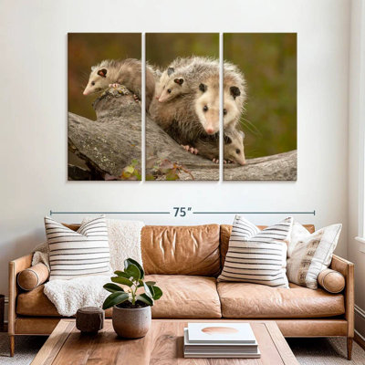 Famille Opossum