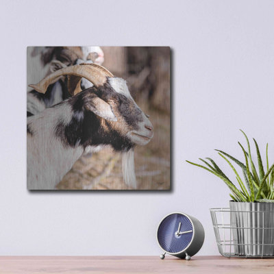 «Bearred Side Goat» par Donnie Quillen
