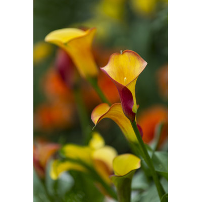 Myrtille Calla Lily - Wrapped Canvas Print