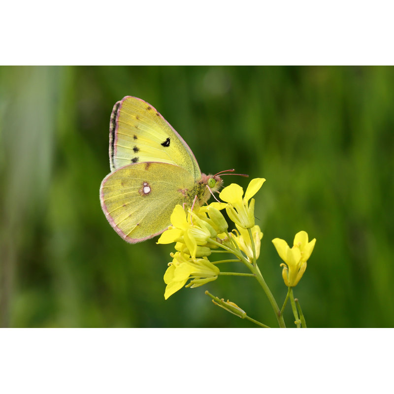 Photographie d'un papillon Elyjiah sur toile, H 8 po x l 12 po