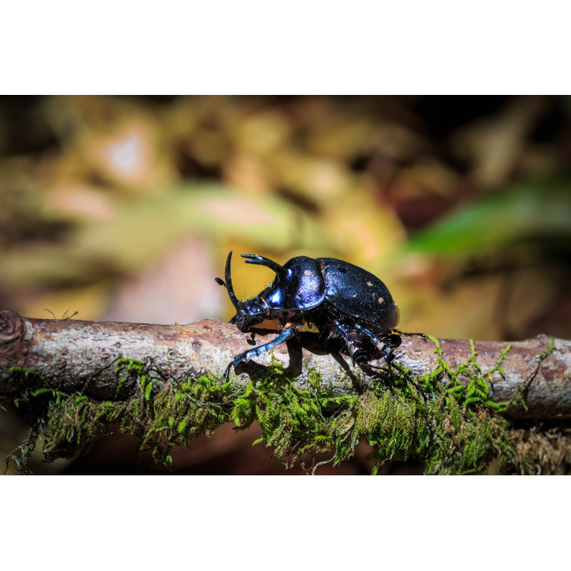 Rhinoceros Beetles par Ownza - Photographie sur toile tendue, L 48 po x H 32 po