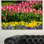 «Tulip Garden with Yellow Flowers», reproduction de photo sur toile tendue-19408535