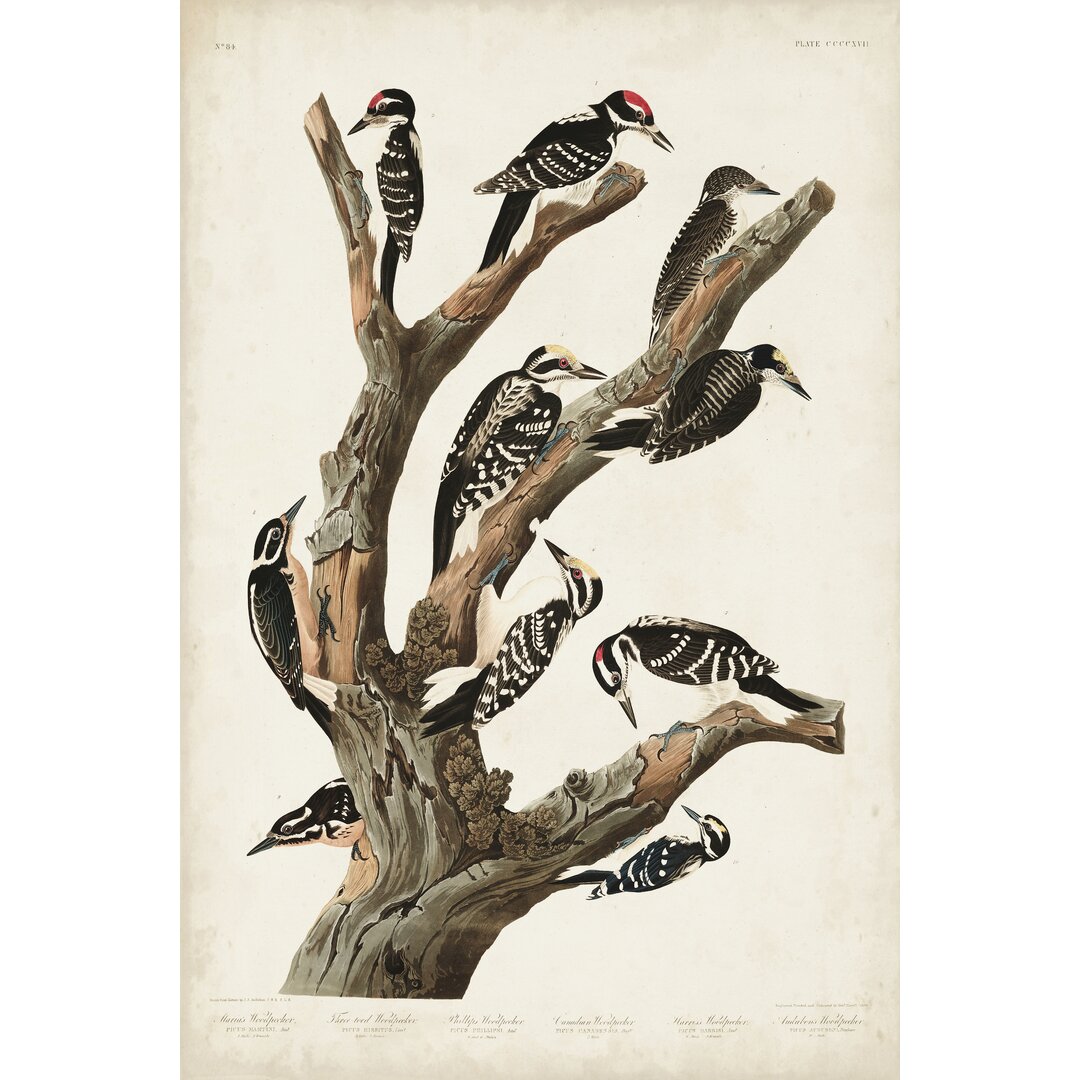 Leinwandbild Pl. 417 Marias Woodpecker von John Audubon