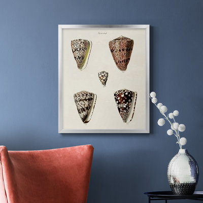 Toile encadrée de qualité supérieure Cone Shell Collection III - prête à être accrochée