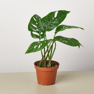 House Plant Shop Live Foliage Plant