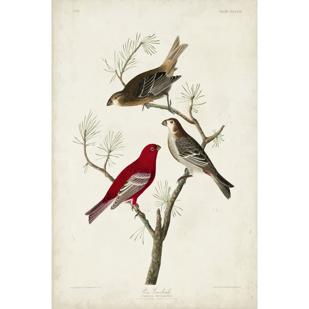 Leinwandbild Pl 358 Pine Grosbeak von John Audubon