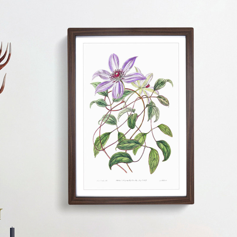 Violet Clematis Flowers - Picture Frame Painting Print, 36cm H x 27cm W x 2cm D, Walnut Framed
