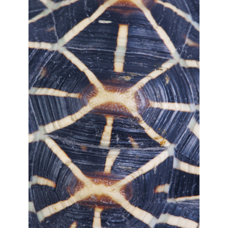 Carapaced Motif I Print by Austin Beiv, Matte, 40" H x 30" W