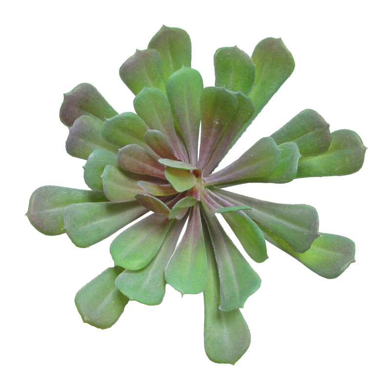 Plante grasse artificielle 6 po Aeium Lotus