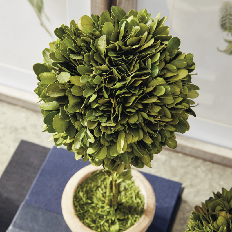 Preserved Boxwood 5 Piece Topiary Set