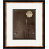 Sepia Flowers 24 Giclee Print by Soicher Marin Archives