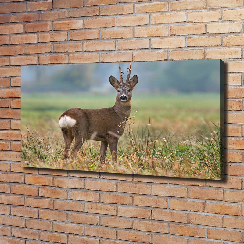 Roe - Wrapped Canvas Print