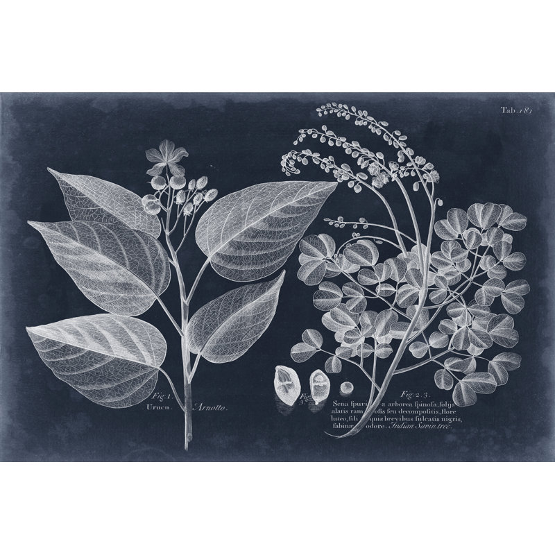 Foliage On Navy III by Vision Studio - Wrapped Canvas Print, 51cm H x 76cm W