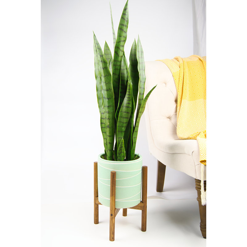 Jayzeon Handmade Pot Planter, Light Green/Honey, 8" H x 8.9" W x 8.9" D