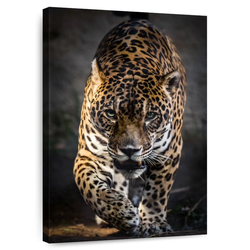 Brampt Strutting Jaguar, H 12 po x l 8 po