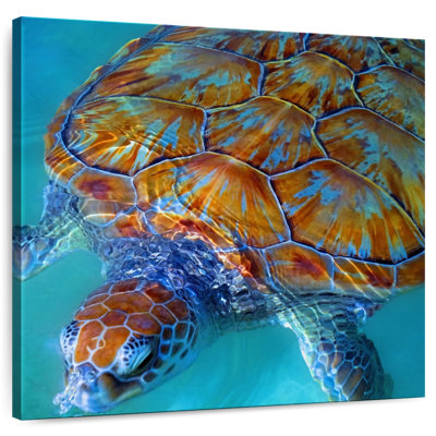 Tortue de mer Brampt Cayman