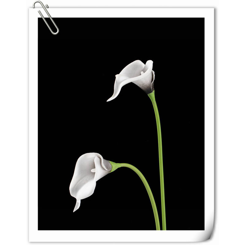 Arrangement Lillies, Blanc / noir, H 13,58 po x l 2,3 po x P 3 po