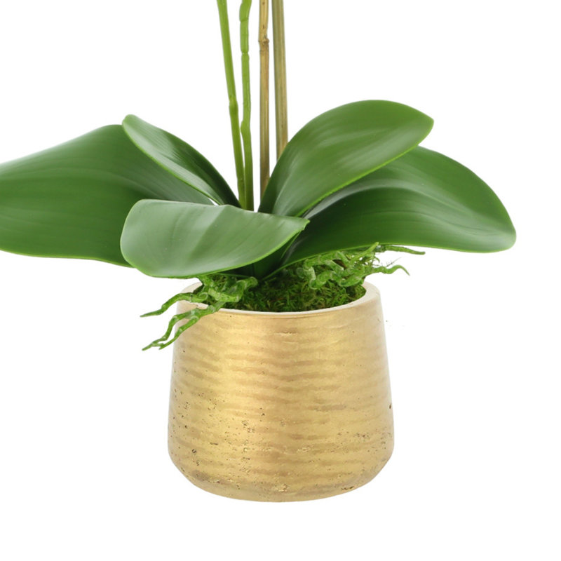 Orchid Arrangement in Fiberstone Pot with Moss