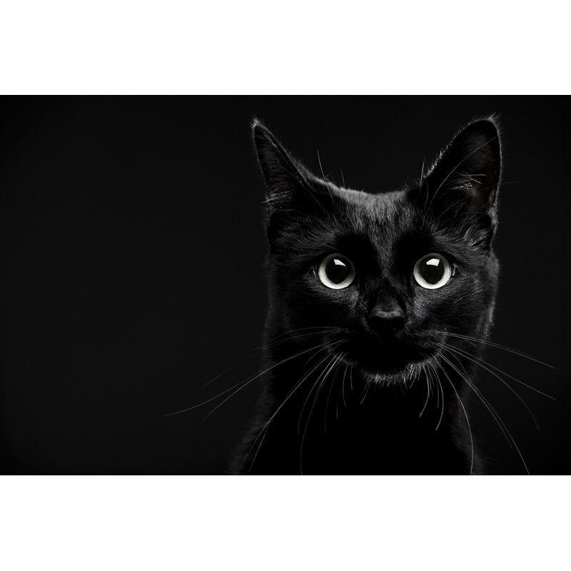 Black Cat by D-Keine - Wrapped Canvas Print, 91cm H x 61cm W x 3.8cm D