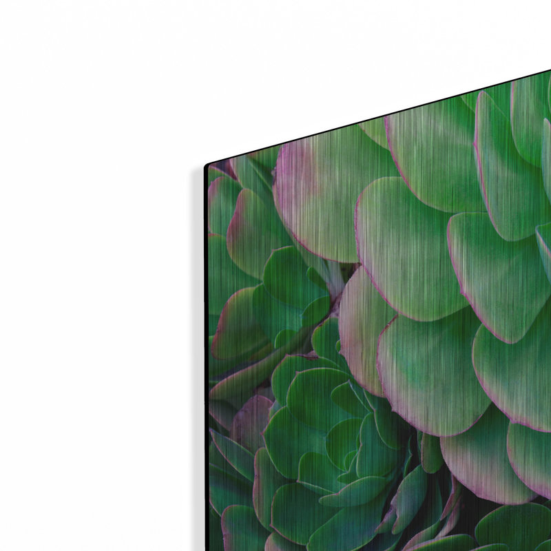 «Succulents IV» par Dennis Frates, H 12 po x l 16 po