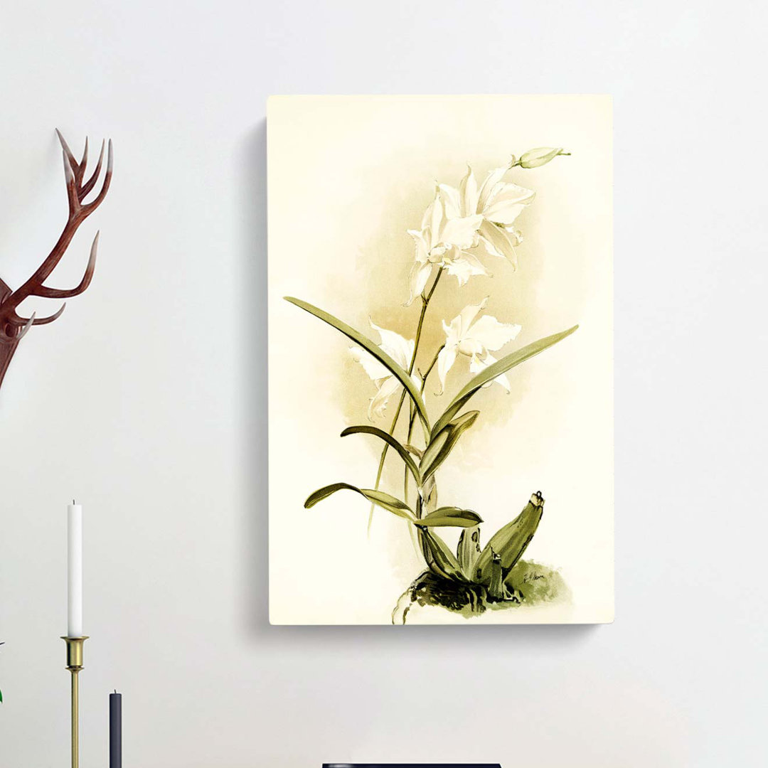 Magnolia Flowers Illustration Tab.87 by Frederick Sander - Wrapped Canvas