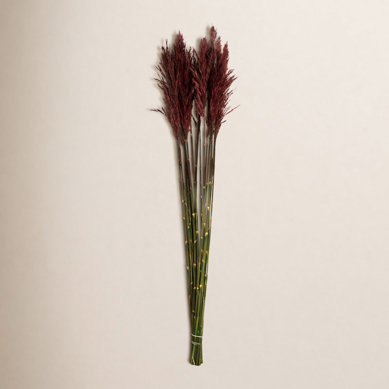 Zellmer 36'' H Preserved Plume Reed Bundle, Merlot