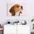 Brampt Beagle-108690322