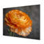 Décoration murale orange et noir Ranunculus Bloom I - Renoncule-523334196-523334207