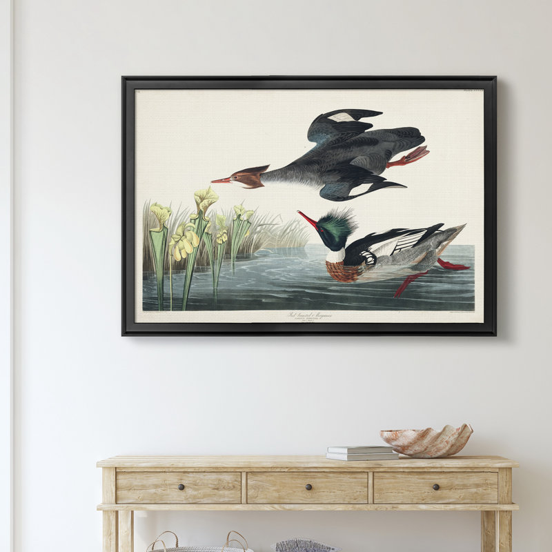 Red Breasted Merganser - reproduction d'art sur toile encadrée, H 26,5 po x l 36,5 po x P 1,5 po, Noir