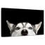 Peeking Husky sibérien-107504623