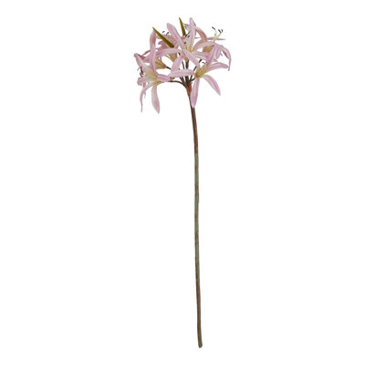 Anastasija Arrangement