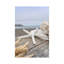 Crescent Beach Shells XIII by Alan Blaustein - Wrapped Canvas Print-1454084116