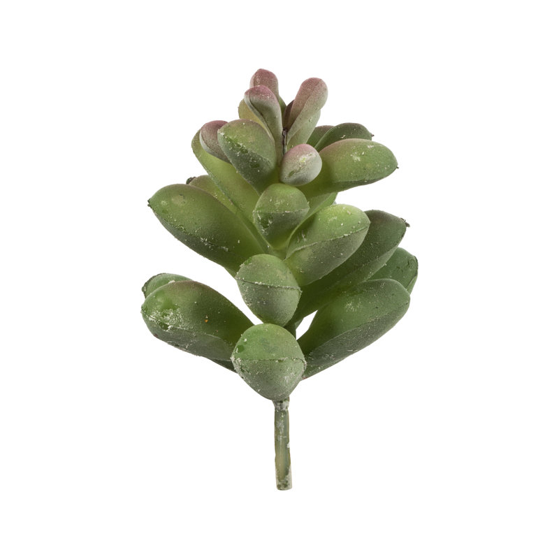 Plante grasse