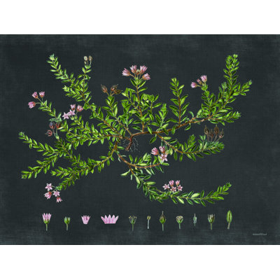 " Alpine Azalea "
