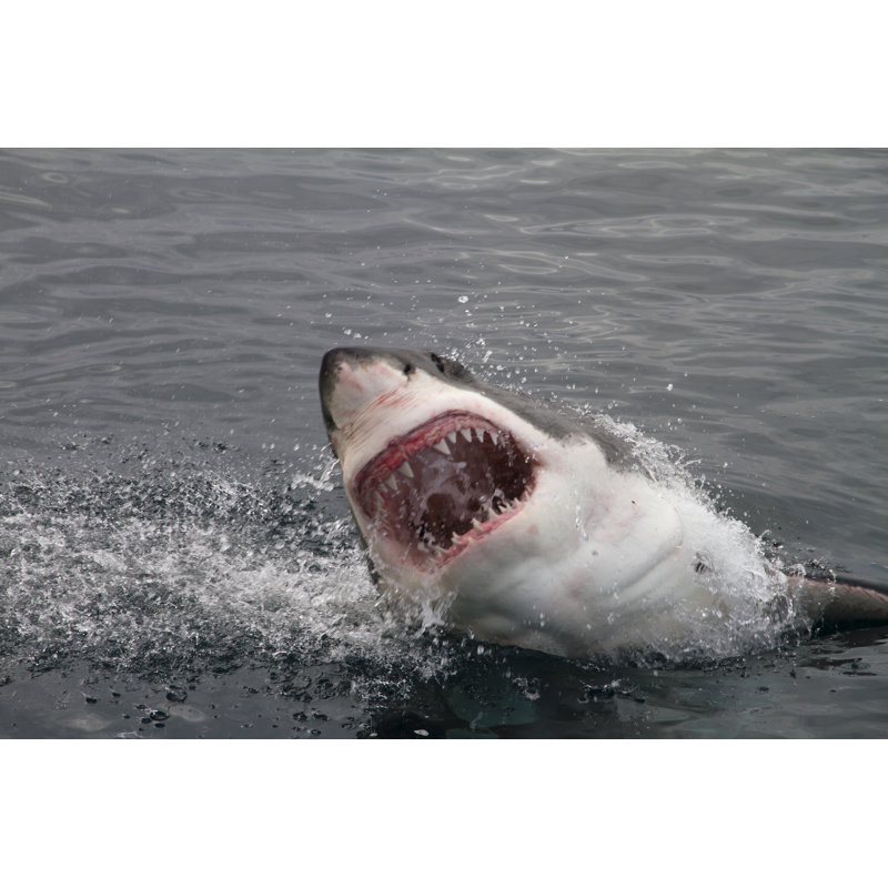 Attacking Shark - Photographie sur toile tendue, H 12 po x l 18 po