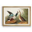 Shoveller Duck - reproduction de cadre photo sur toile-1778529750-1778529745
