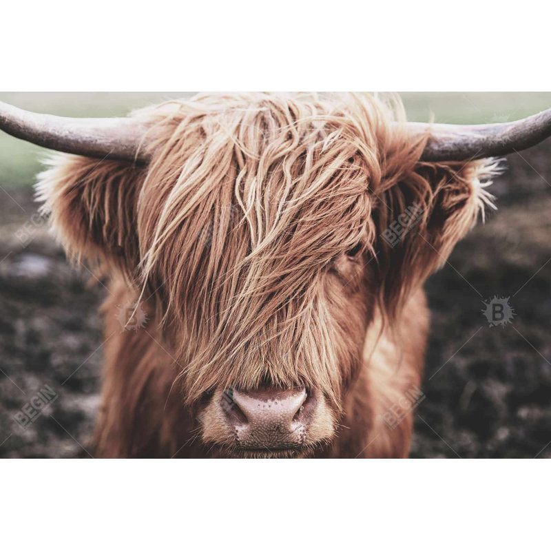 «Desatured Highland Cow» sur toile