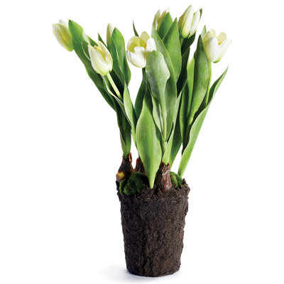 Alina Flowering Plant