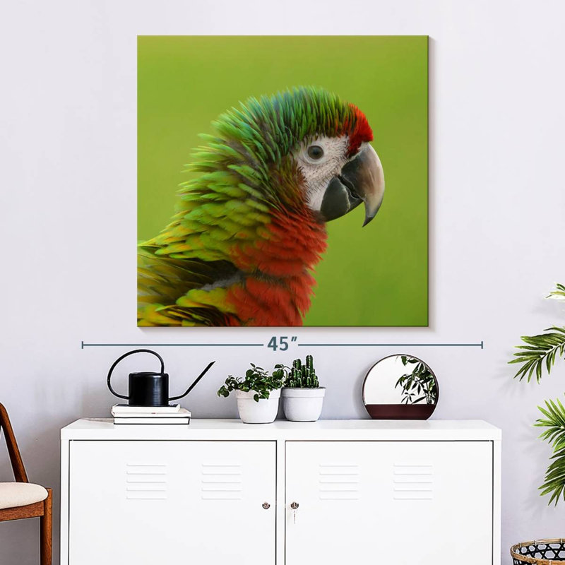 Brampt Macaw Bird Head, 33" H x 33" W