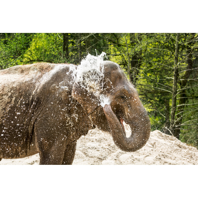 Elephant bathing 595144974, 20cm H x 30cm W