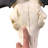 Real Wildebeest Antelope Skull