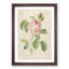 Shrub Rose in Pink by Pierre-Joseph Redoute - Picture Frame Painting Print-55619382-55619381