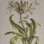 Art mural taupe - 4 pièces en lin pour la maison, illustration botanique encadrée