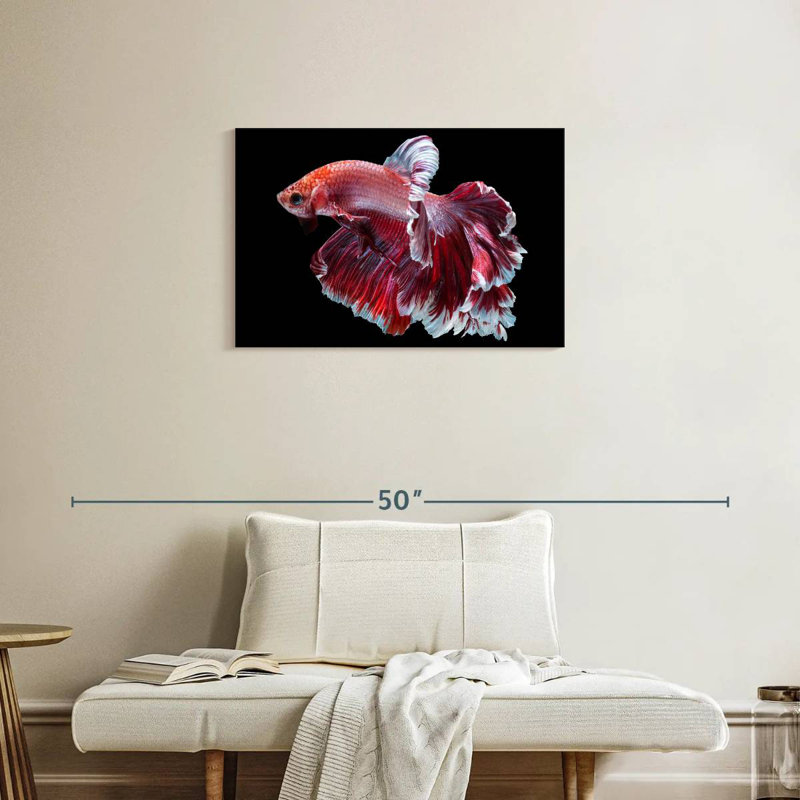 Red And White Betta Fish, 20" H x 30" W