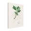 Art sur toile, botanique bolognaise, John Stephenson et Sassafras-103100255
