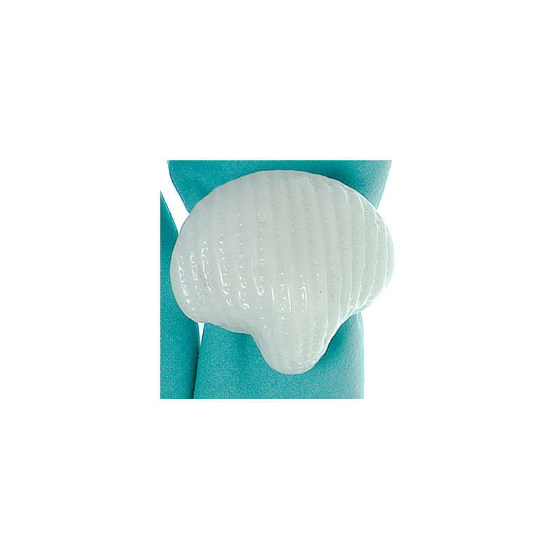 Scallop Shell Napkin Rings, Ivory