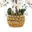 Arrangement floral orchidée phalaenopsis