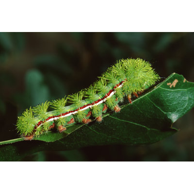 " Io Moth Caterpillar "