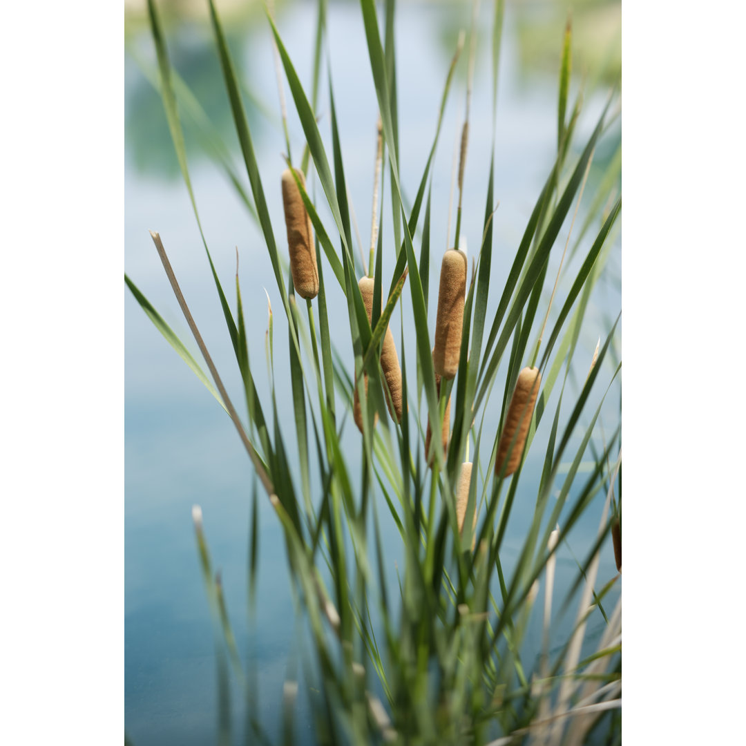 Cattails By The Cool Blue Water von JoeDphoto - Leinwand Kunstdrucke