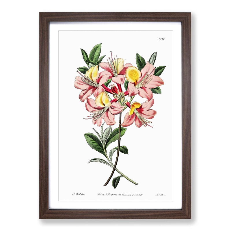 Pretty Pink Azalea Flowers - Picture Frame Painting Print, Walnut Framed, 48cm H x 36cm W x 2cm D